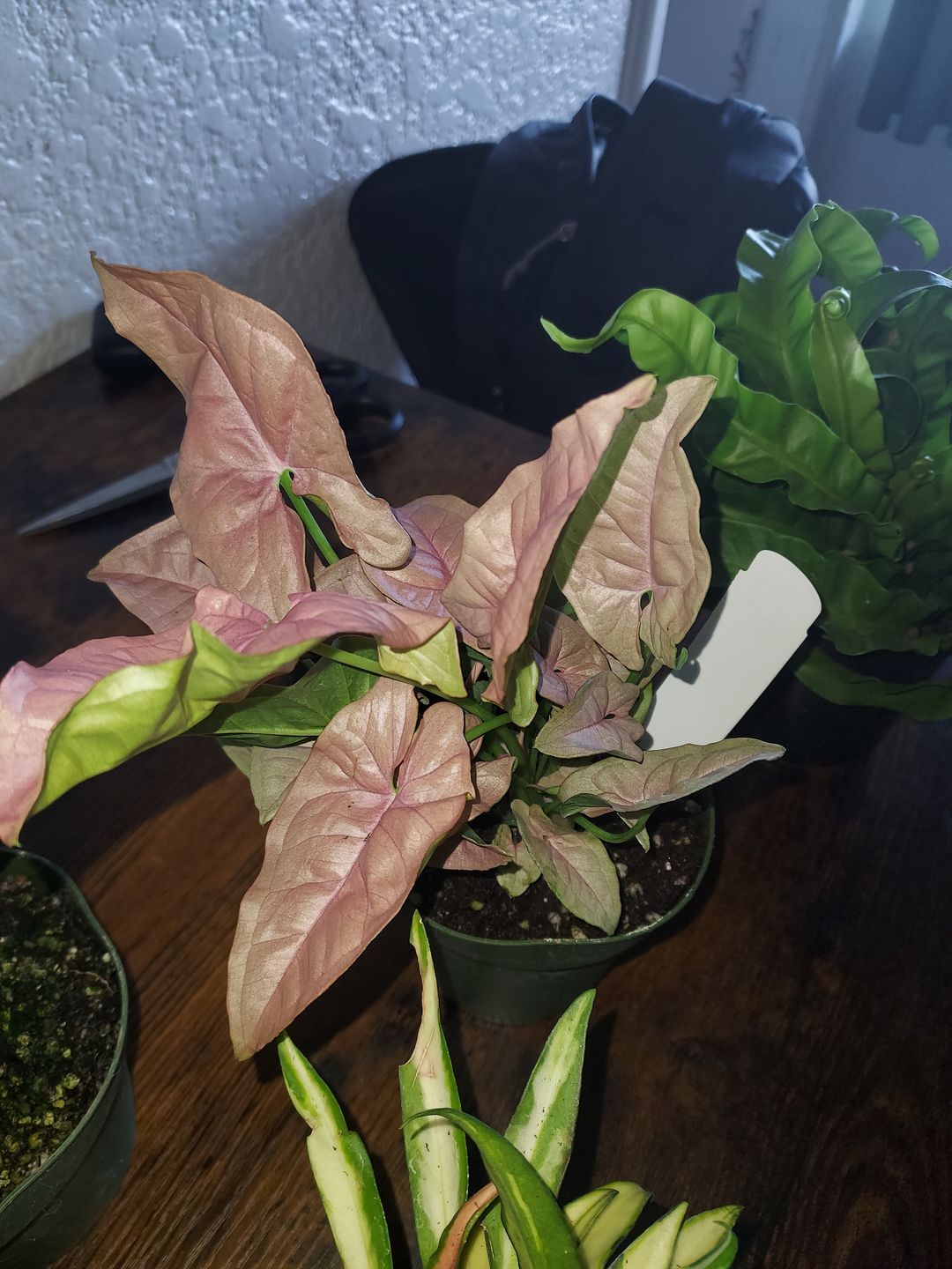 Customer photo review of 4" Syngonium podophyllum 'Neon Robusta'