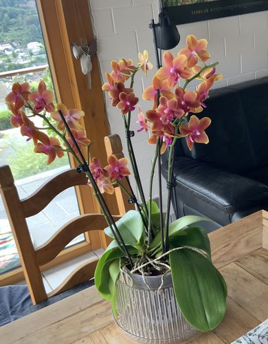 Customer photo review of Große Two of Us Duftorchidee Bolgheri mit rosa-orangenen Blüten und 4+ Rispen