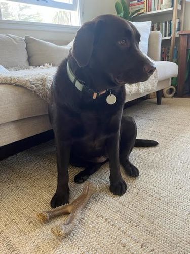 Customer photo review of Sage Collar - Recycled Ripstop