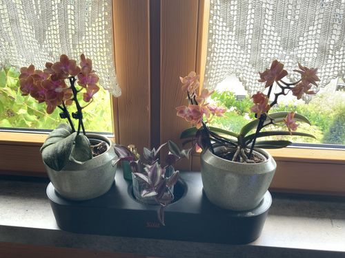 Customer photo review of Duftorchidee Dusty Belle im 2er Set mit Keramik