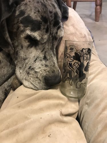 Customer photo review of DOG LOVER JUEGO DE 6 VASOS PERRUNOS