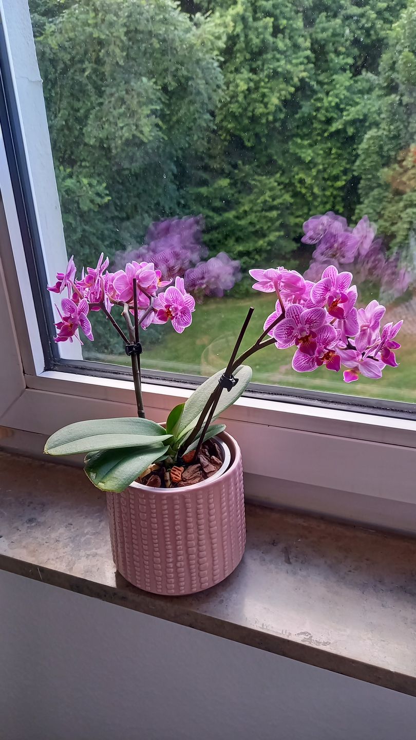 Customer photo review of Table Dance Aliyah Spots mit lila-rosa gefleckten Blüten mit 2+ Stielen