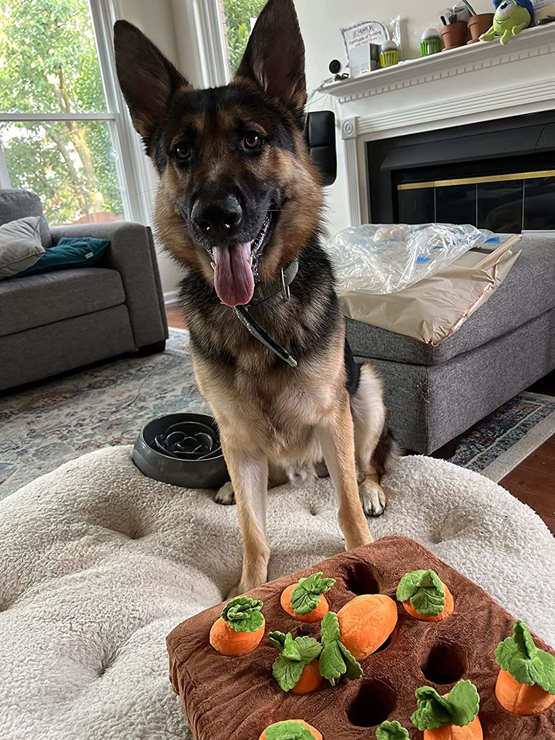 Customer photo review of Carrot Farm