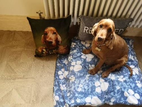 Customer photo review of The General - Custom Pet Cushion
