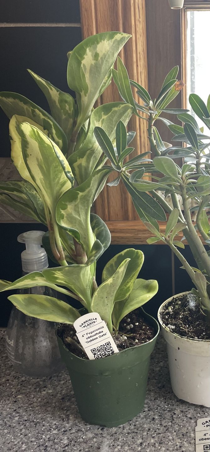 Customer photo review of 4" Peperomia obtusifolia 'Golden Gate'