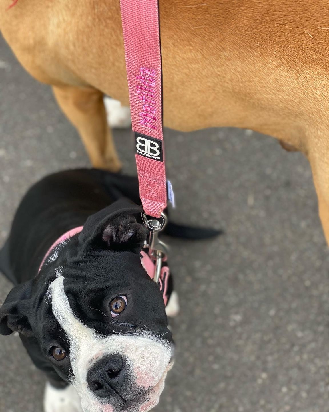 Customer photo review of 5cm Nylon Dog Collar - Pink v2.0