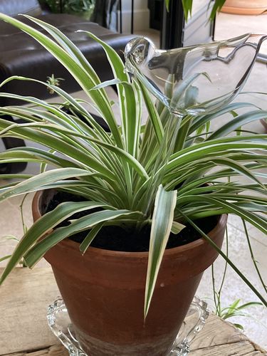 Customer photo review of Mon petit oiseau - Le Jardin de Mamie®