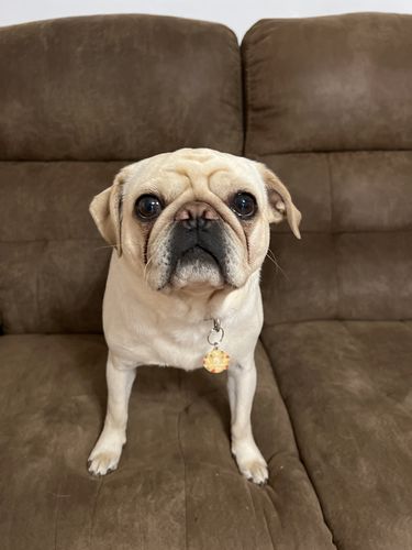 Customer photo review of Polkadog