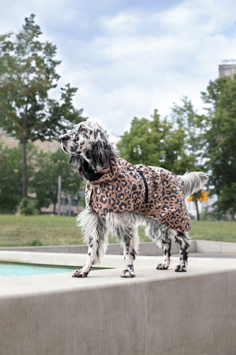Customer photo review of Visibility Raincoat Lite Leopard for Dogs