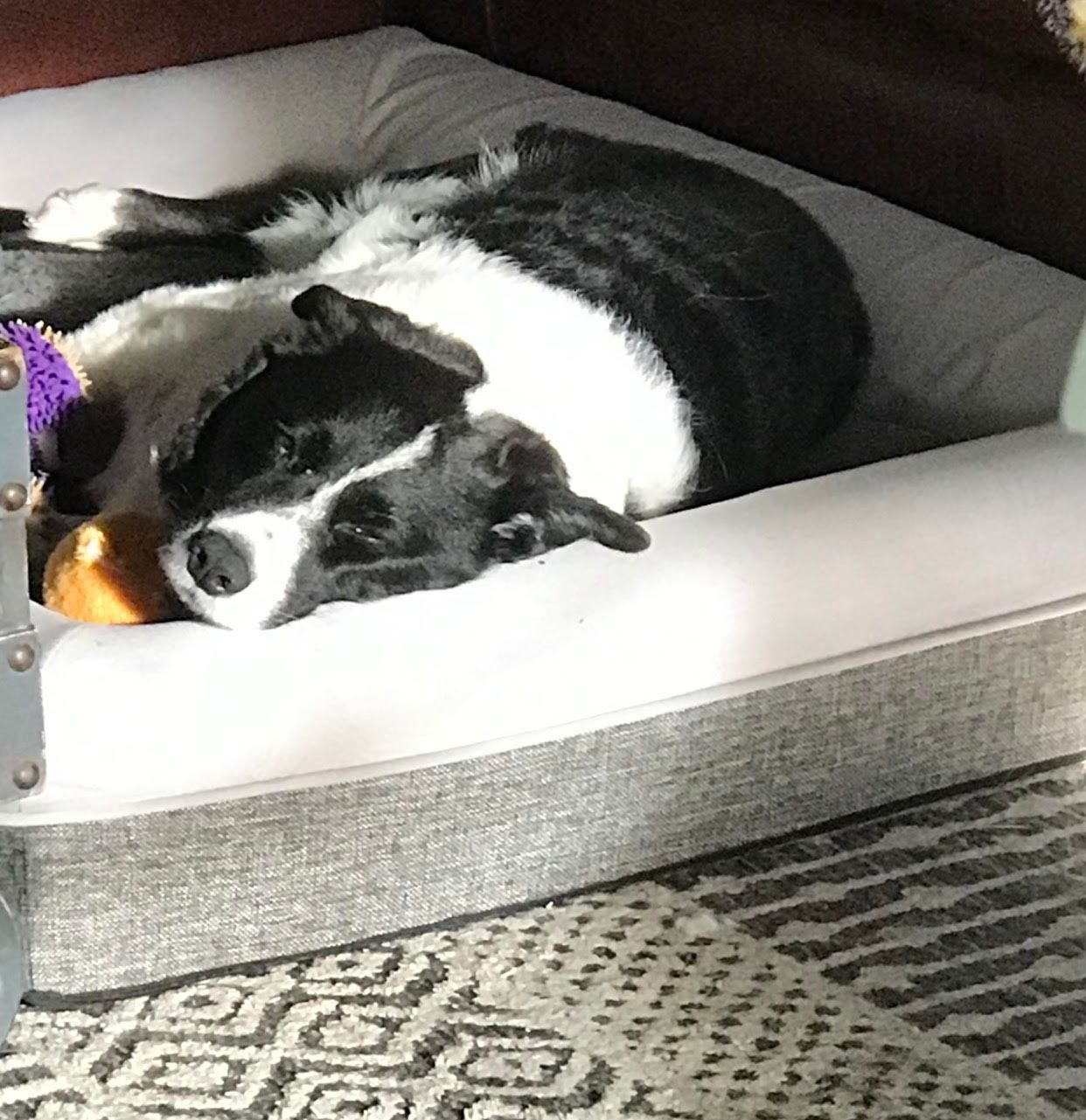 Customer photo review of Winter Cover With Self Heating Mat