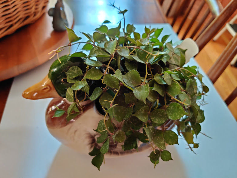 Customer photo review of 4" Hoya curtisii