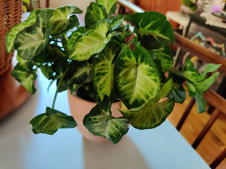 Customer photo review of 4" Syngonium podophyllum 'Pixie'