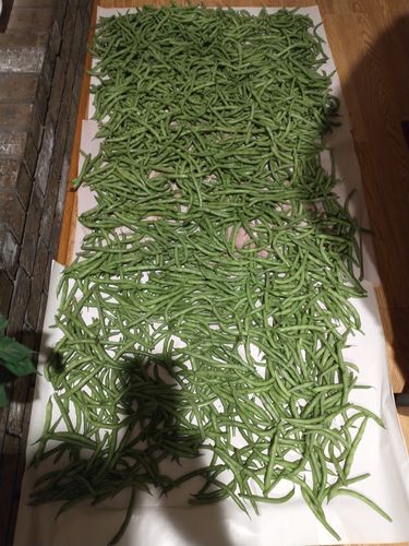 Customer photo review of 16,500 Heirloom Vegetable Seeds 40 Variety Kit with FREE SHIPPING