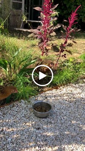 Customer video review of BlackTasty™ Getrocknete Soldatenfliegenlarven