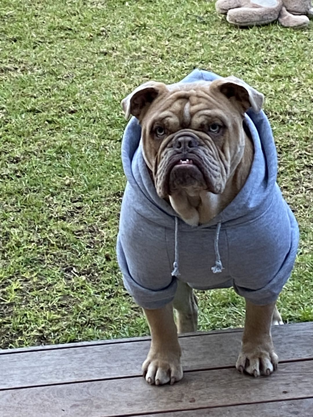 Customer photo review of Gangsta Yapper Dog Hoodie - Personalised