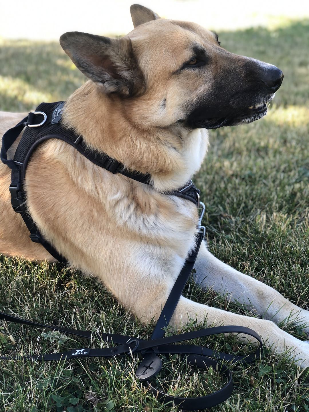Customer photo review of The Solace Weatherproof Leash