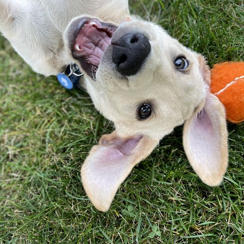 Customer photo review of Blue