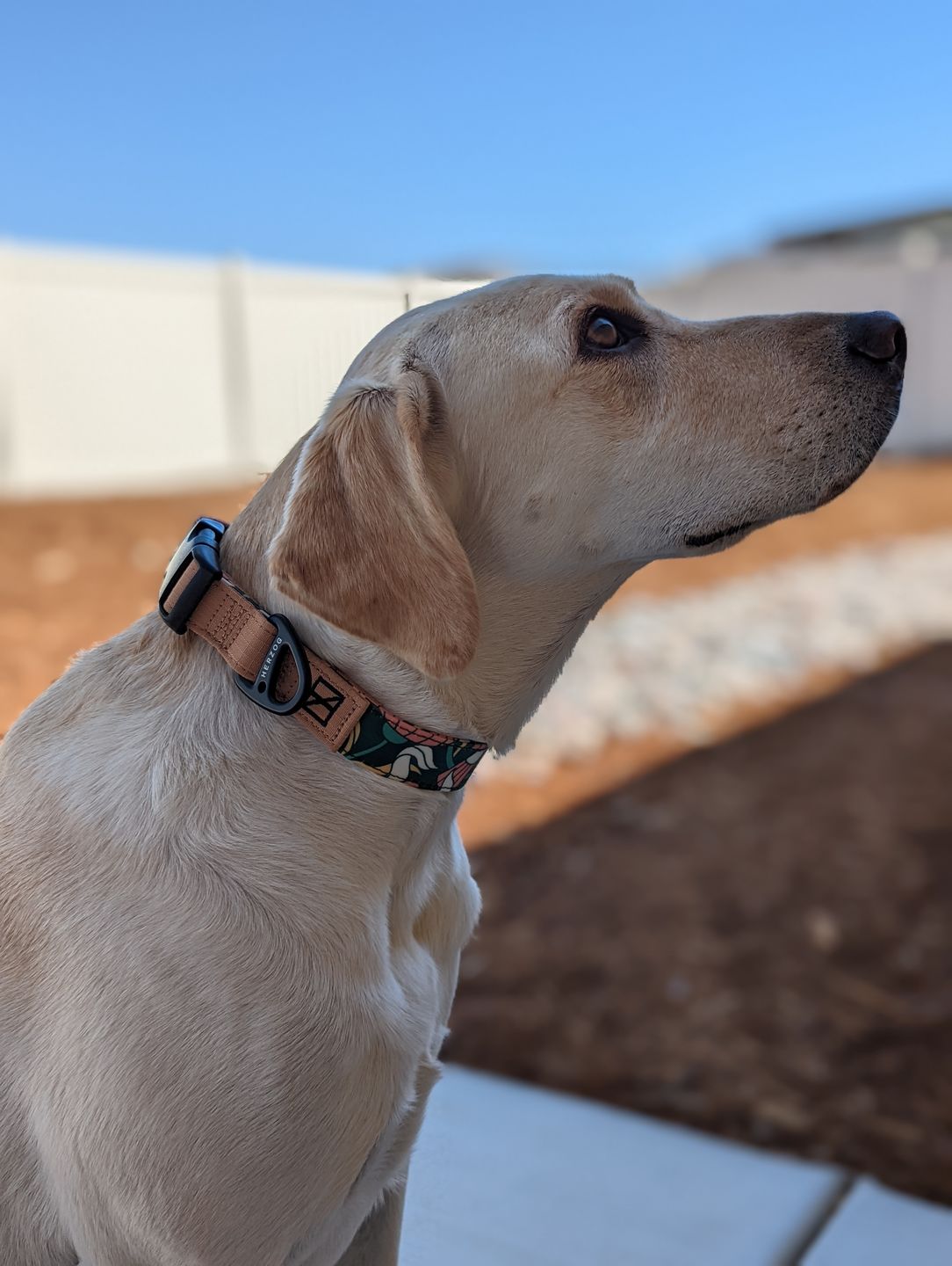 Customer photo review of NOOM: Artist Series Collar