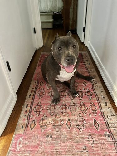Customer photo review of Vintage Chaima Runner