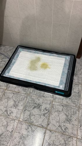 Customer photo review of Weasy Cão