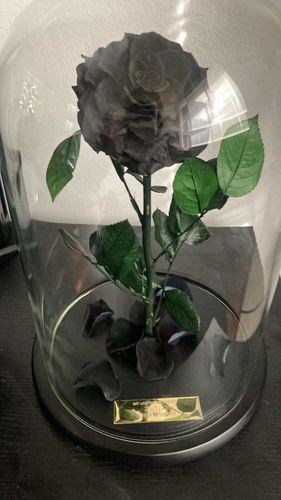 Customer photo review of Black Lasting Belle