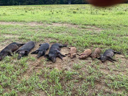 Customer photo review of Pig Brig Trap System