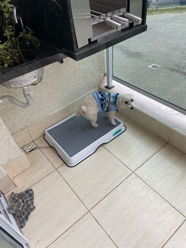 Customer photo review of Weasy Cão