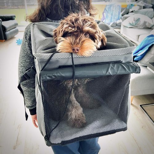 Customer photo review of All In One Pet Carrier Bag | Dog Bike Basket | Backpack for Dogs & Cats | Car Booster Seat