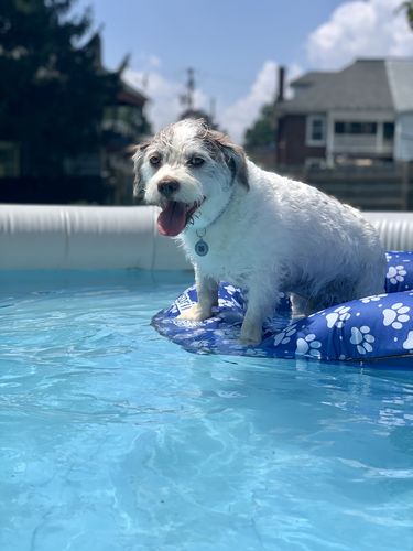 Customer photo review of Polkadog