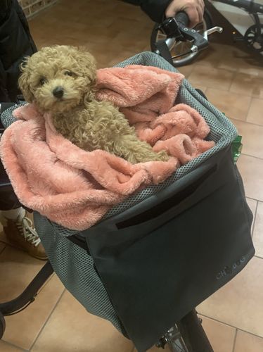 Customer photo review of All In One Pet Carrier Bag | Dog Bike Basket | Backpack for Dogs & Cats | Car Booster Seat