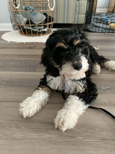 Customer photo review of Just Paws