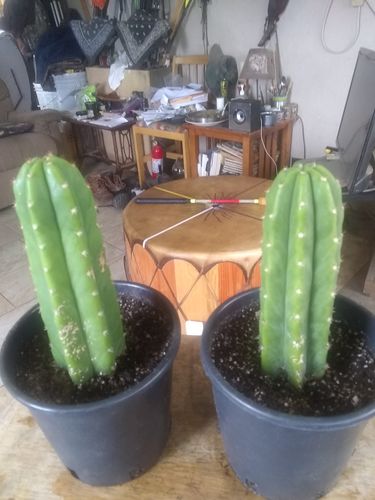 Customer photo review of San Pedro Cactus | Small | Echinopsis pachanoi