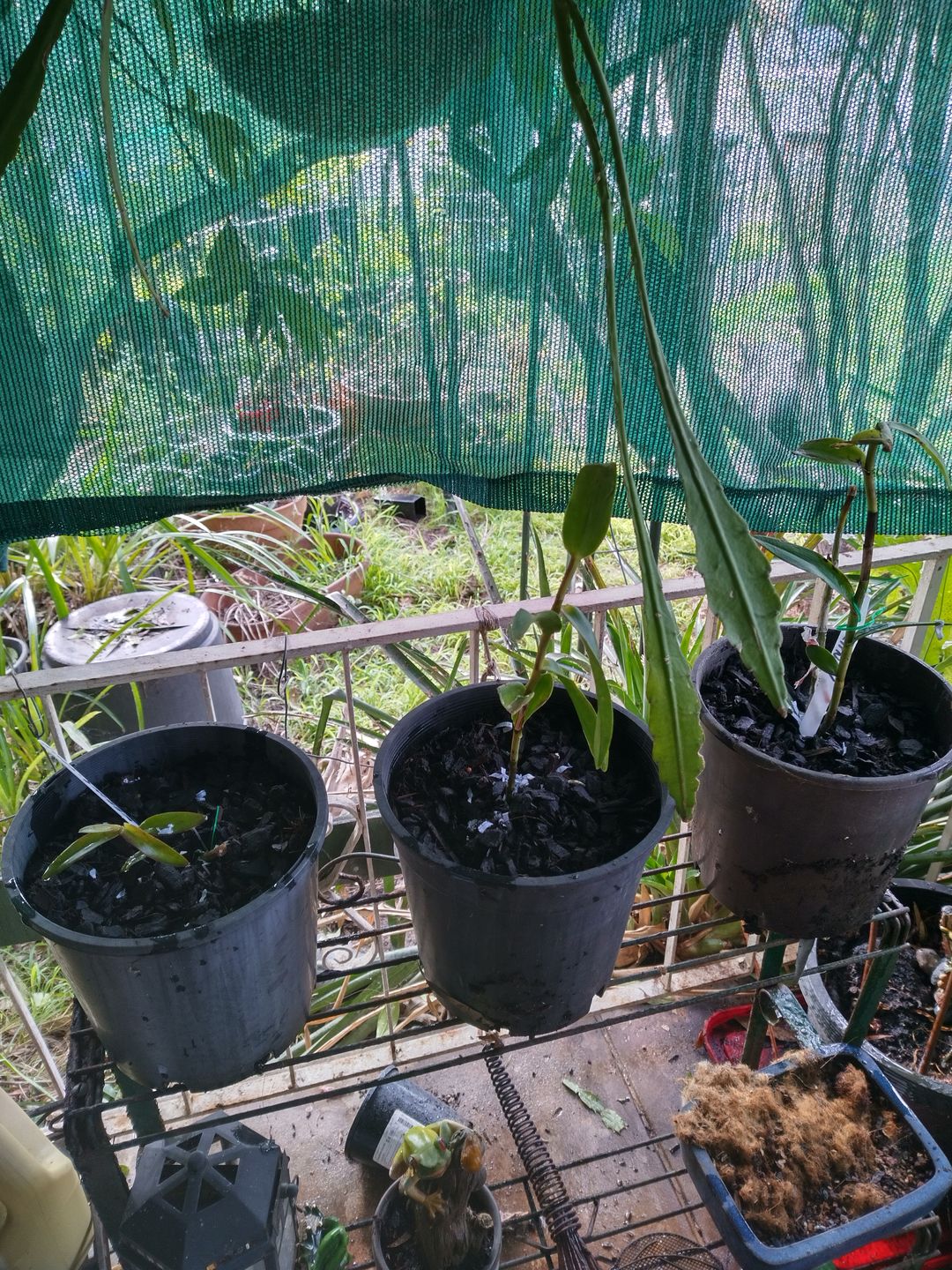 Customer photo review of Crucifix Orchid | Epidendrums