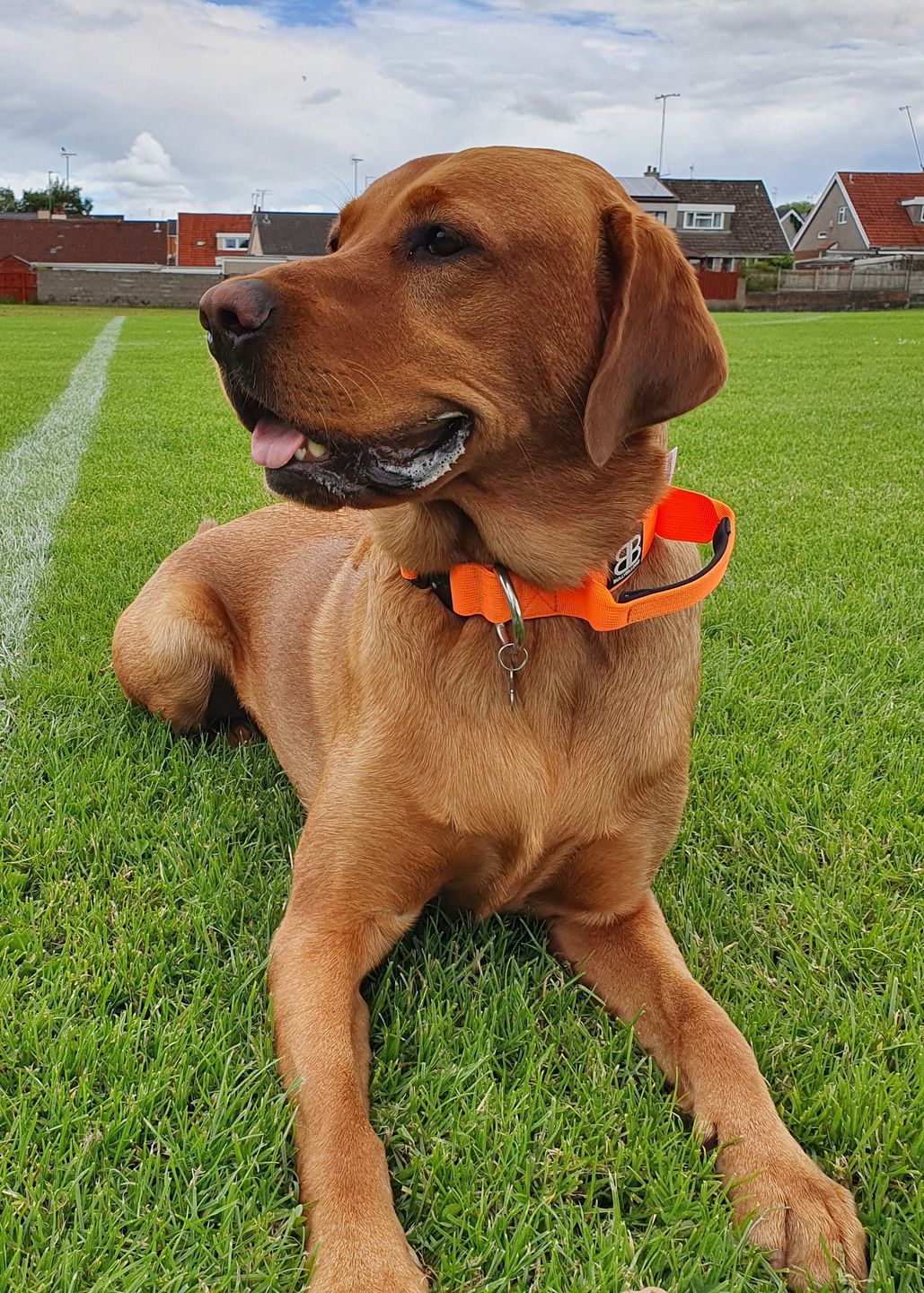 Customer photo review of 4cm Combat® Collar | With Handle & Rated Clip - Orange v2.0