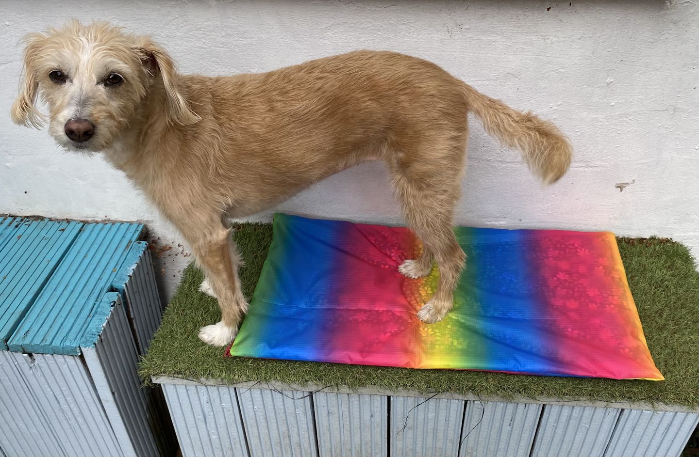 Customer photo review of Rainbow Water Resistant Ripstop Fabric
