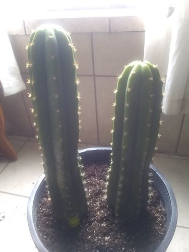 Customer photo review of San Pedro Cactus | Medium | Echinopsis pachanoi