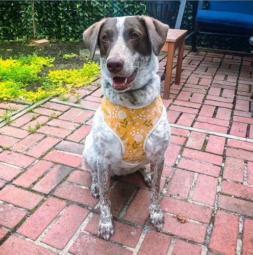 Customer photo review of Dog harness set - Mustard flowers