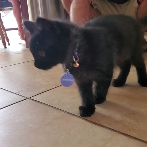 Customer photo review of Just Paws