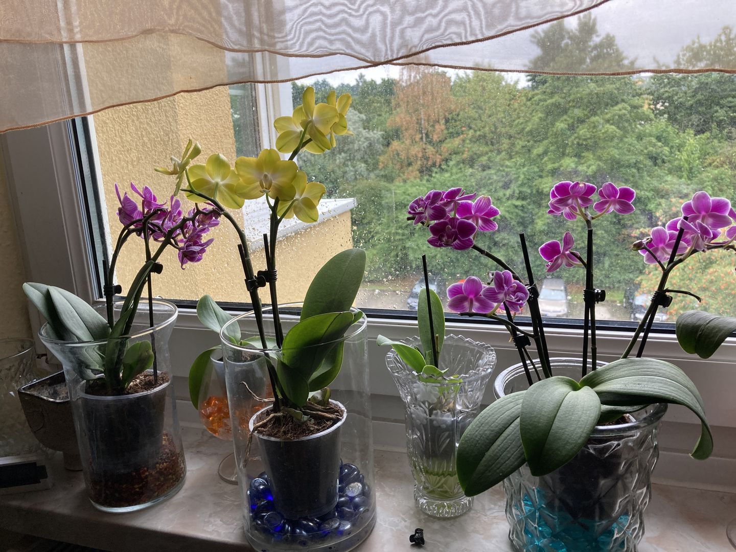 Customer photo review of Table Dance Aliyah Spots mit lila-rosa gefleckten Blüten mit 2+ Stielen