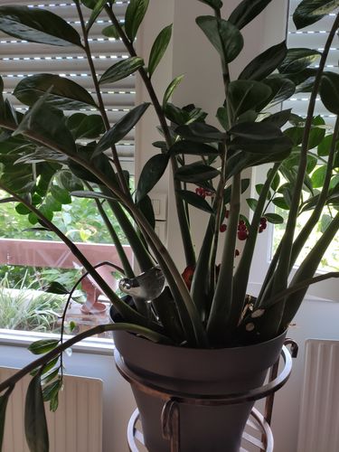 Customer photo review of Mon petit oiseau - Le Jardin de Mamie®