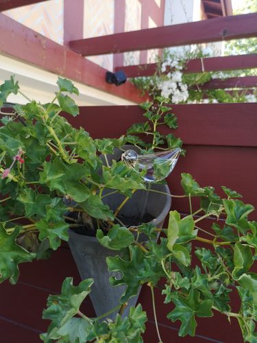 Customer photo review of Mon petit oiseau - Le Jardin de Mamie®