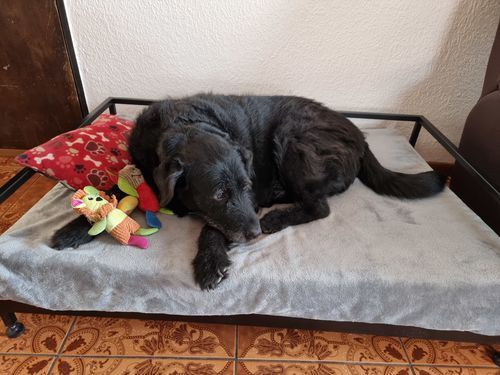 Customer photo review of Sofa Bellota Negro PETS