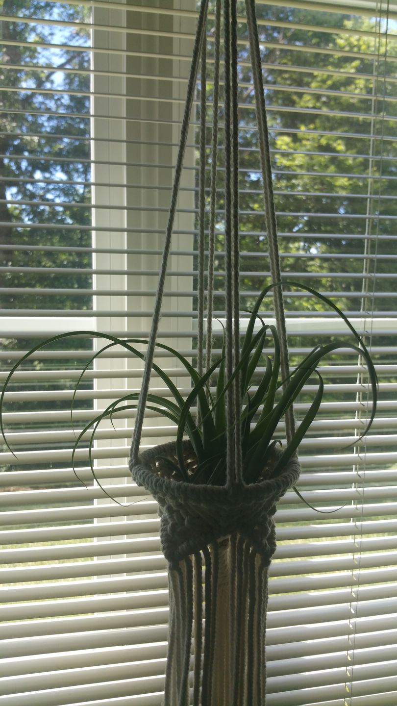Customer photo review of X Betty  (xerographica x brachycaulos)  *Cannot Be Shipped Internationally*