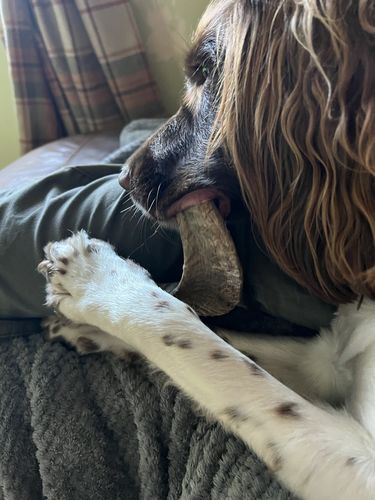 Customer photo review of Anco Lamb Horn