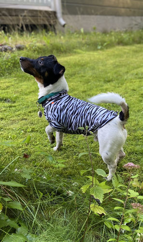 Customer photo review of UV & Bug Shirt - Repeltec for Dogs