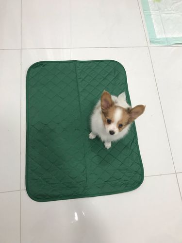 Customer photo review of Natural Bamboo Fiber Pet Fixed-point Training Deodorant Moisture-proof Dog Pad