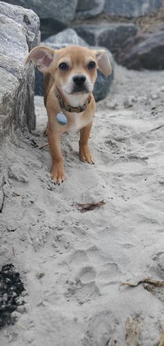 Customer photo review of Explorer