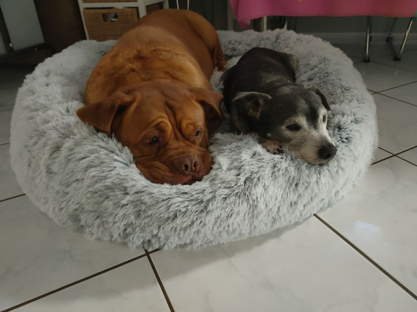Customer photo review of Calming Dog Bed