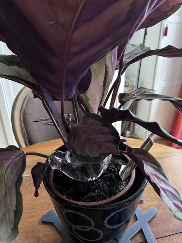 Customer photo review of Mon petit oiseau - Le Jardin de Mamie®