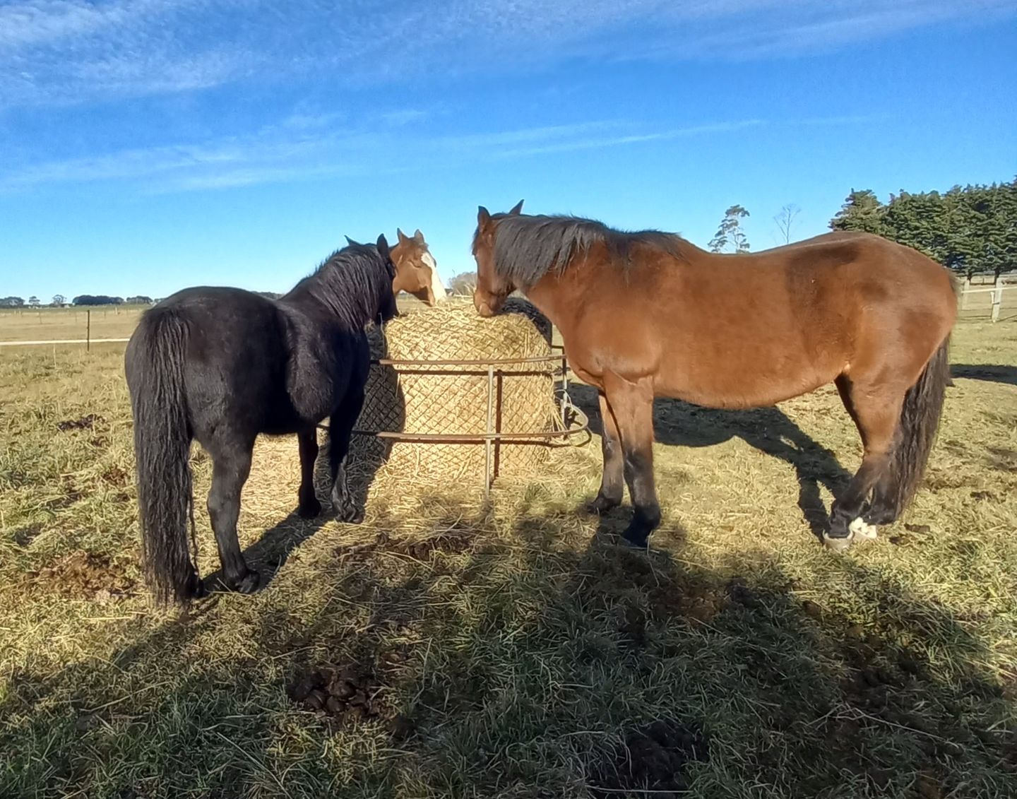 Customer photo review of Silage Bale Hay Net